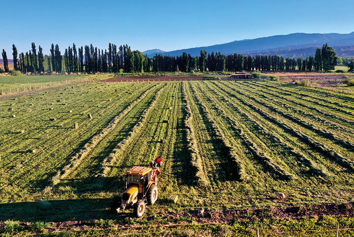 Campo de Alfalfa — Calingasta